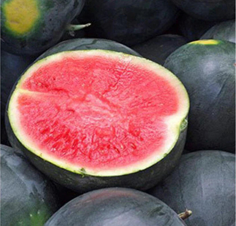Black Diamond Watermelon Seeds - 20+ Heirloom Seeds - Citrullus lanatus - USA Grown, Large Sweet Fruits 30-50 lbs