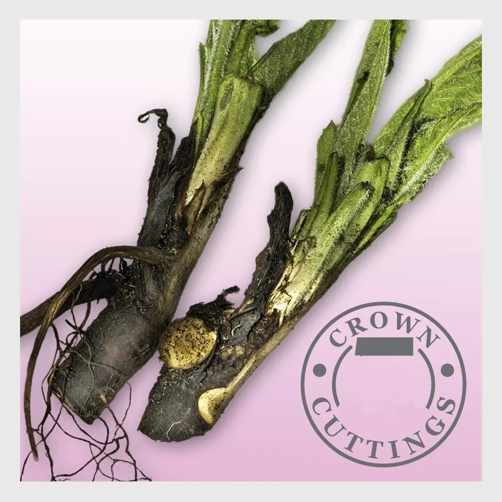 Russian Comfrey Cuttings - Bocking 4 - Organic Herbal Plant for Garden - Symphytum x uplandicum - Easy to Grow, Versatile