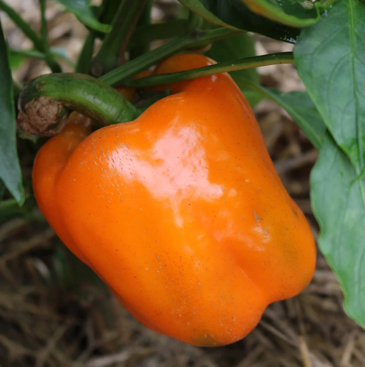 Orange Sun Sweet Bell Pepper Seeds - 30+ Heirloom Non-GMO - Capsicum annuum - Fresh Gardening Seeds for Home Garden