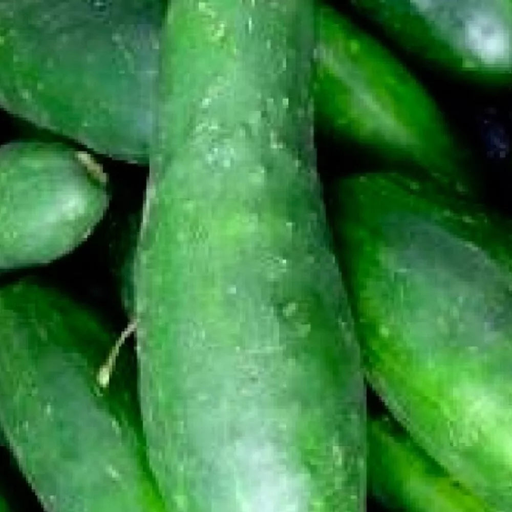 Ashley Cucumber Seeds | Heirloom NON-GMO | Organic Cucumis sativus | Perfect for Garden Beds & Containers