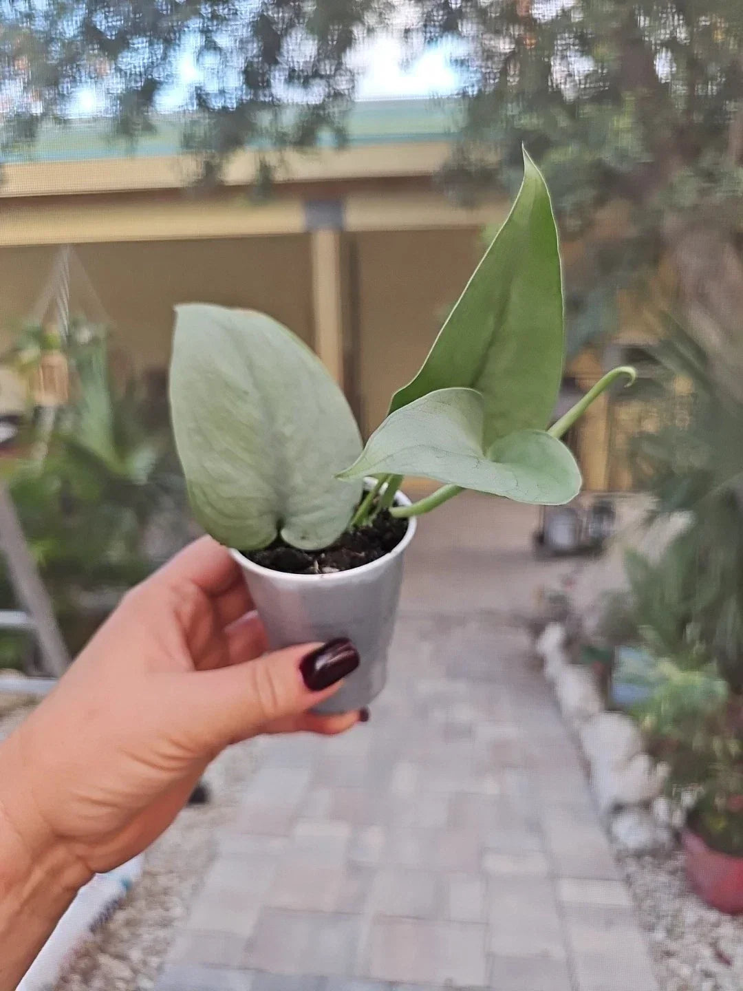 Scindapsus Live Plant - 2.5" Pot - Platinum Java Silver Hero - Scindapsus Pictus - Easy Care Houseplant for Low Light