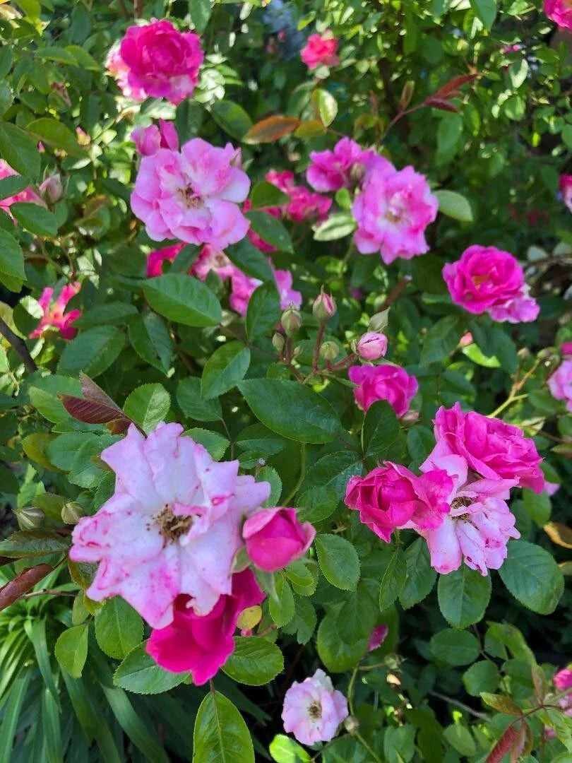 Floribunda Rose Cuttings 6-8" Long Brilliant Pink Iceberg Rosa 'Brilliant Pink Iceberg' - Vibrant, Fragrant Garden Blooms