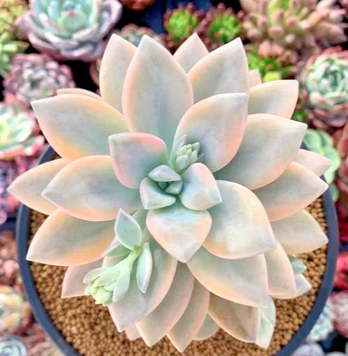 Graptopetalum 'Jester' 2.5" Potted Succulent Plant, Variegated Green Pink Cream Leaves, Easy Care Houseplant, Graptopetalum paraguayense