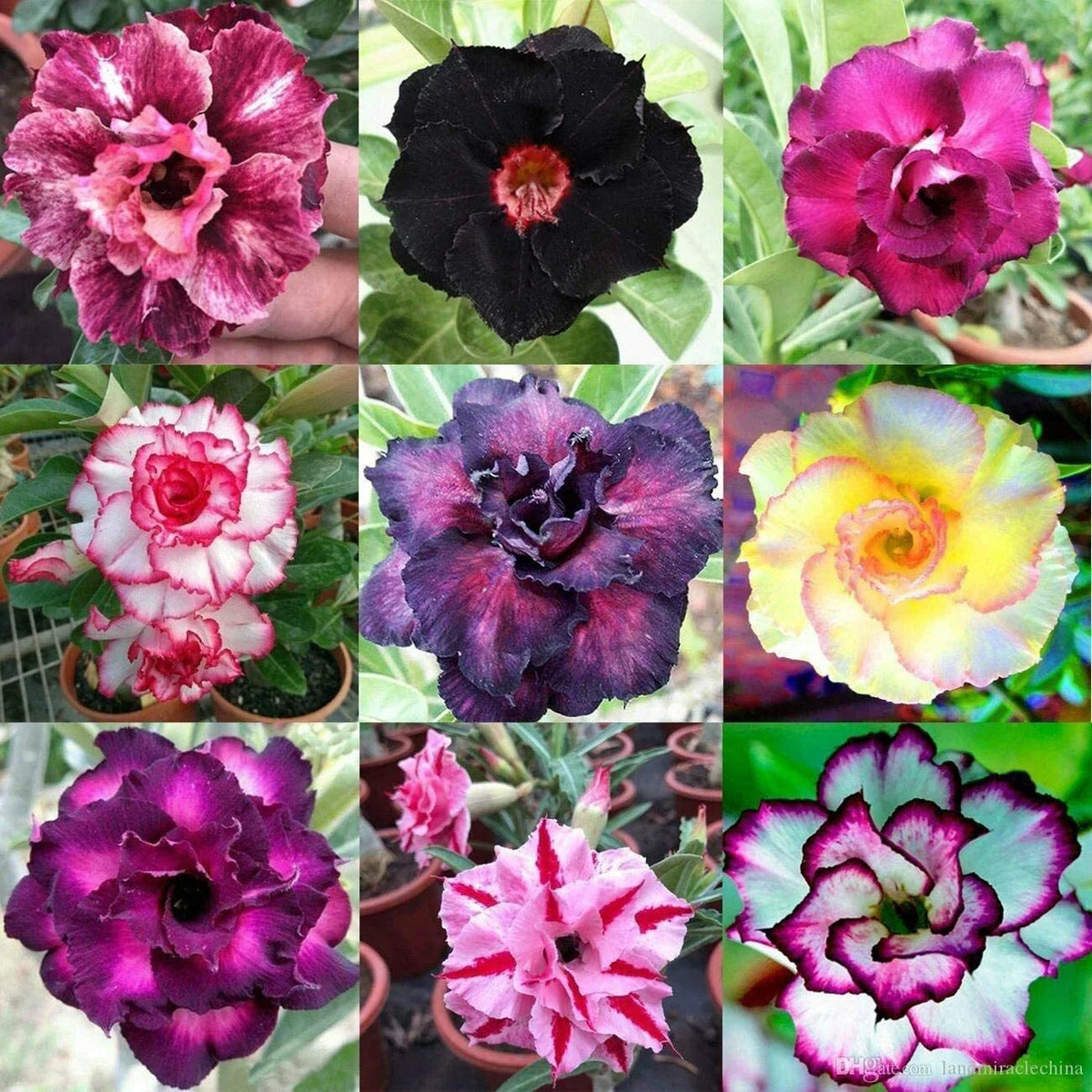 Desert Rose Seeds - 100 Mixed Color Adenium Obesum - Vibrant Flowering Plants for Home Garden or Indoor Use