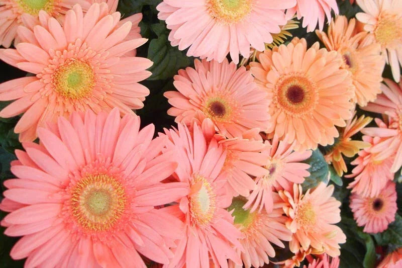 Light Pink Gerbera Daisy Seeds - 200+ Seeds - Gerbera jamesonii - Perfect for Garden Planting, Borders, and Containers
