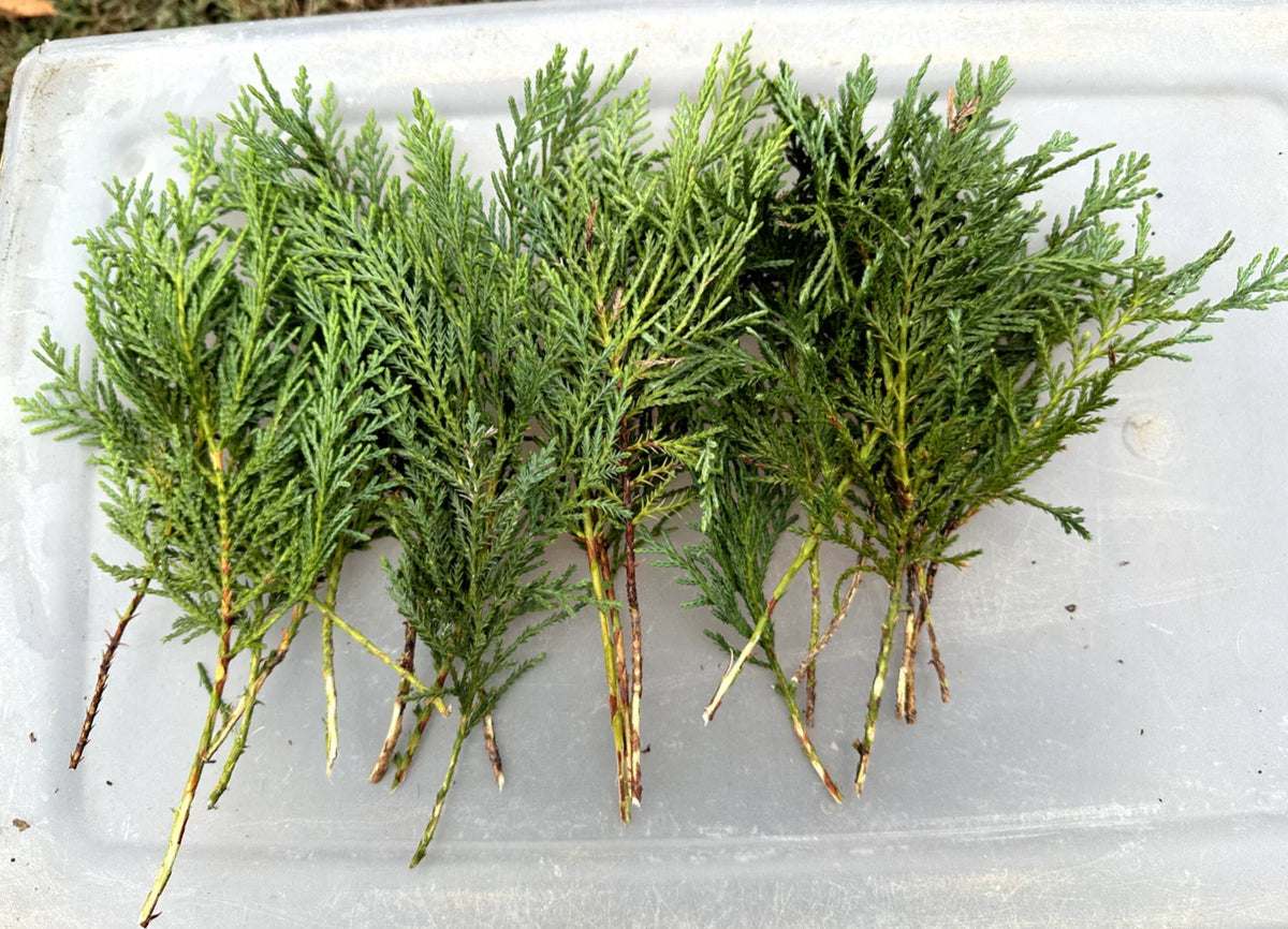 10 Leyland Cypress Tree Cuttings, Fresh Non-Rooted, Fast Growing Privacy Screen, Cupressocyparis leylandii
