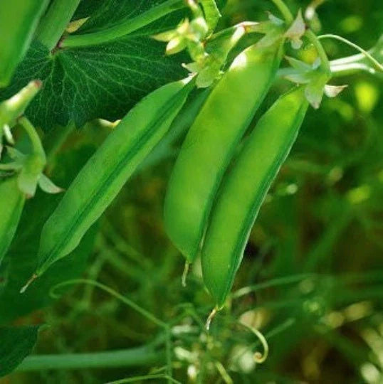 Austrian Winter Pea Seeds | Cold Hardy Shelling Snap Peas | Pisum sativum | 100 Seeds - Fast Shipping