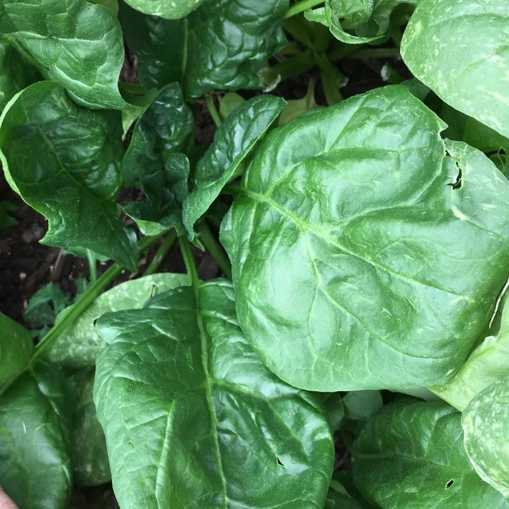 Giant Noble Spinach Seeds - Heirloom NON-GMO Organic Spinacia oleracea - Large Leaf Variety for Home Gardening