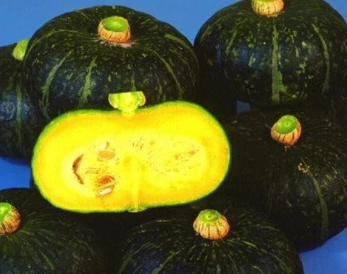 Black Kurinishiki Squash Seeds - 10 Rare Edible Black Squash Seeds (Cucurbita maxima) for Home Gardening & Container Growth