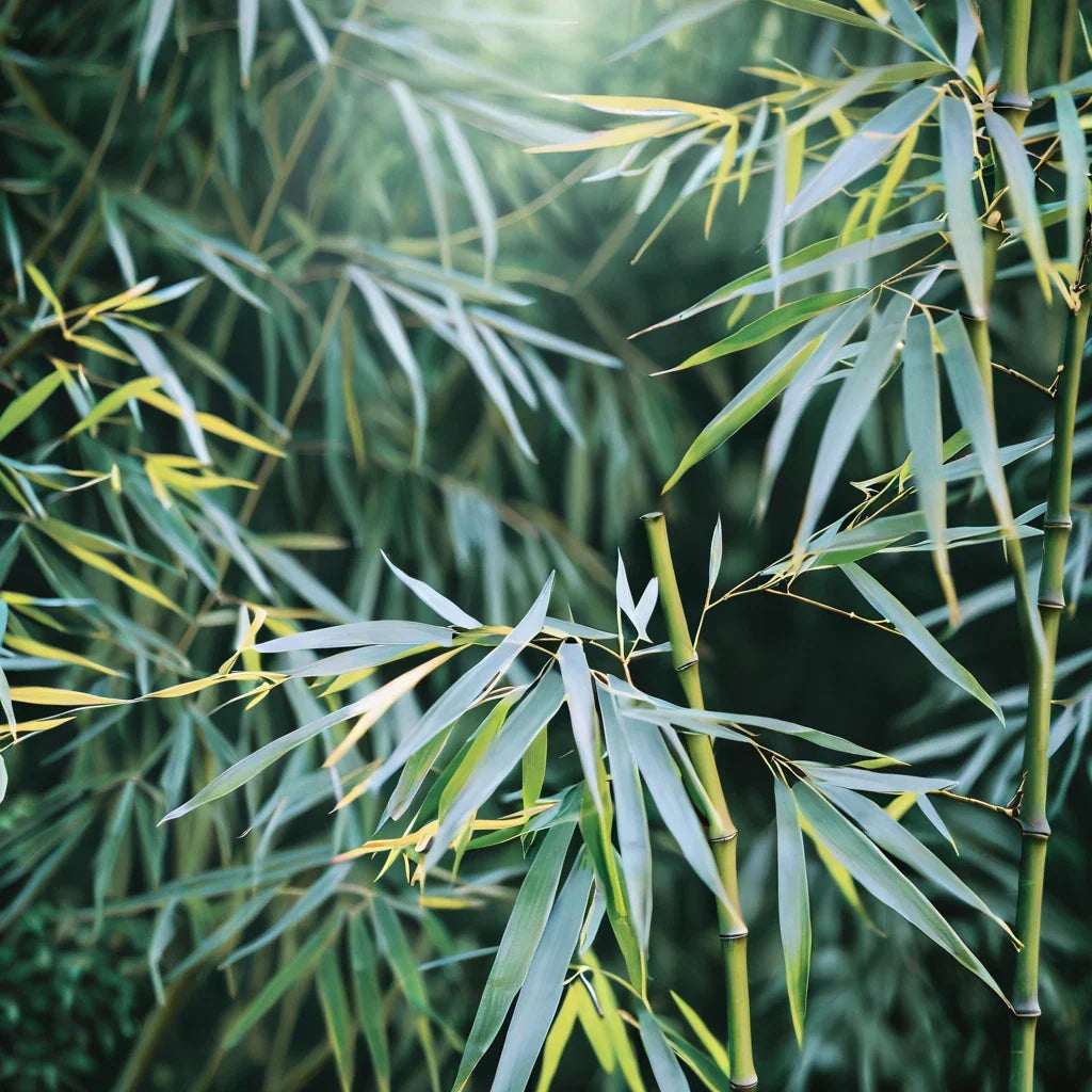 Bamboo Seeds 50 Pack - Chinese Walking Variety - Clumping Privacy Plant - Phyllostachys edulis - Garden Shade Screen