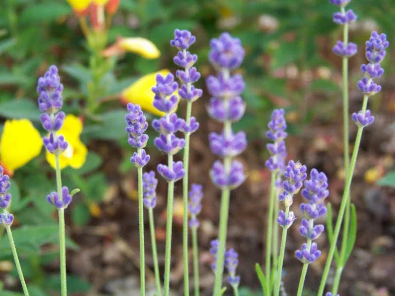 Lavender Seeds 175 Count True English Variety Lavandula angustifolia - Premium Garden Herb for Containers and Borders
