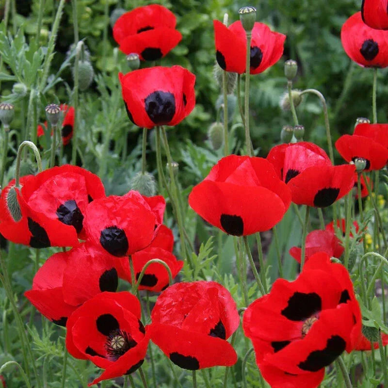 Crimson Red Poppy Seeds 500 Count - Lady Bug Variety, Non-GMO, Papaver rhoeas, Attracts Butterflies, Easy to Grow