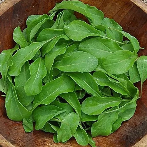 Arugula Seeds 500+ Heirloom Organic NON-GMO Astro Variety - Eruca sativa Seed Pack for Home Gardening