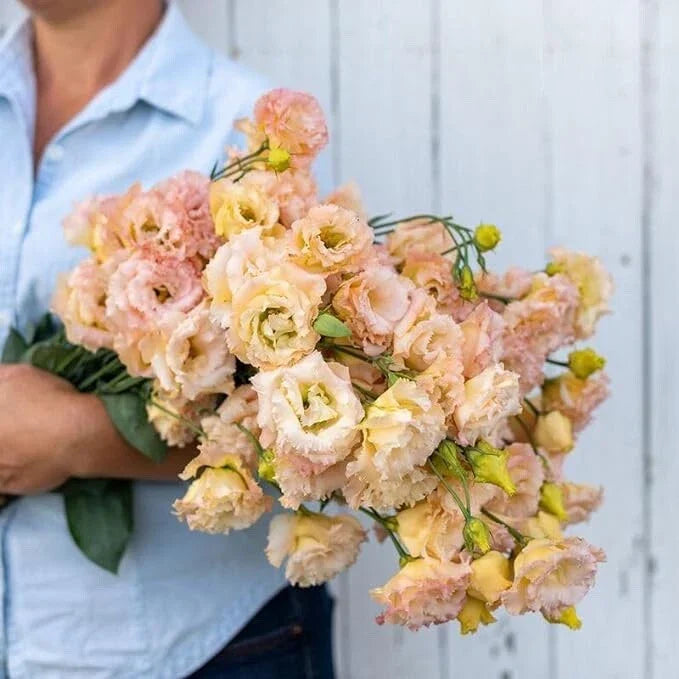 20 Pelleted Lisianthus Flower Seeds - Voyage 2 Champagne - Eustoma grandiflorum - Perfect for Planting & Garden Design