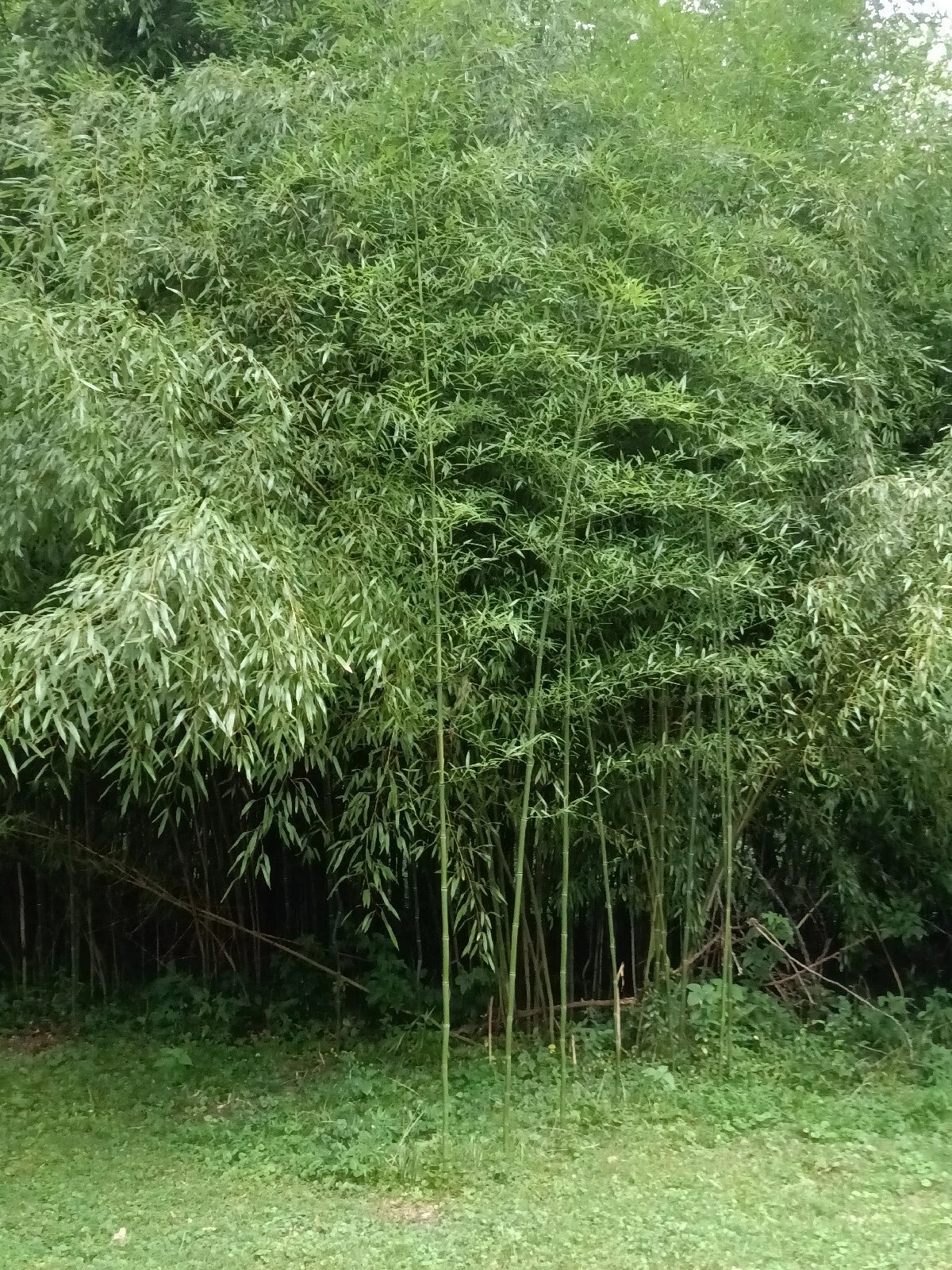 Mosso Bamboo Roots - 2 Healthy Pieces for Planting - Versatile Spring Growth - Phyllostachys edulis