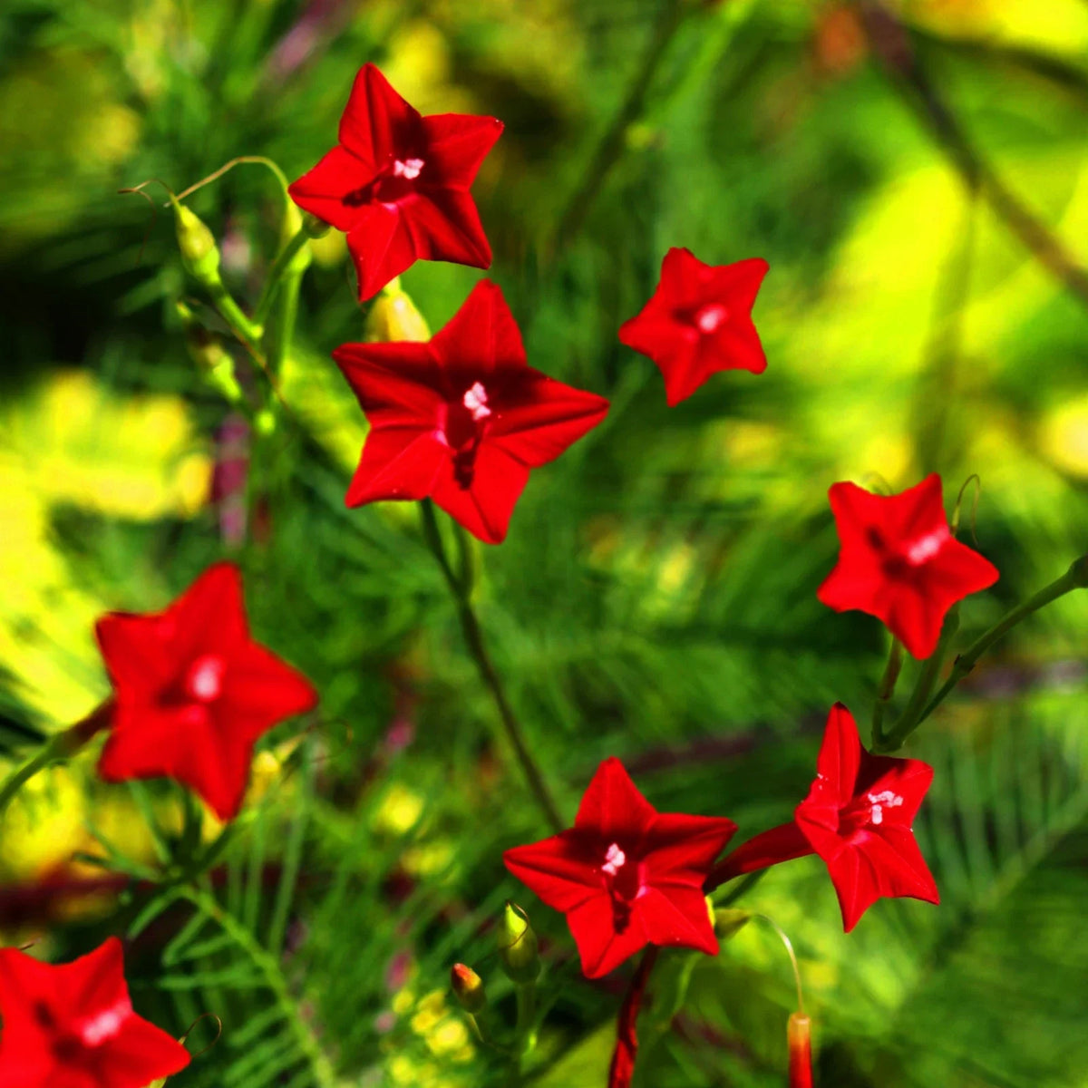 Red Cypress Vine Seeds - Ipomoea Quamoclit Cardinal Climber - Fast-Growing Red Flowering Annual Vine for 2025 Planting
