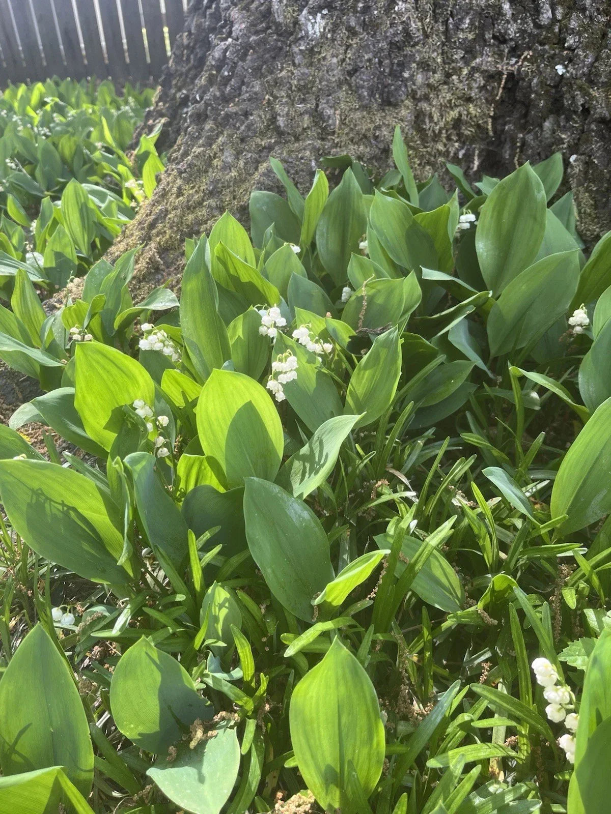 Lily of the Valley Bare Root Plants 20 Pack - White Ground Cover - Convallaria majalis - Shade Tolerant Perennials