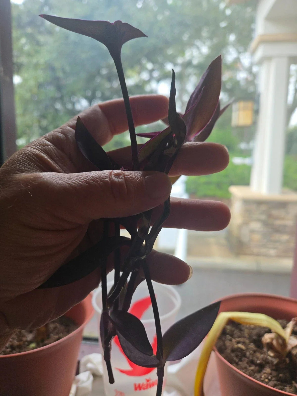 Purple Heart Wandering Jew Cuttings - 5+ Live Tradescantia Pallida Purpurea for Easy Propagation and Indoor/Outdoor Use
