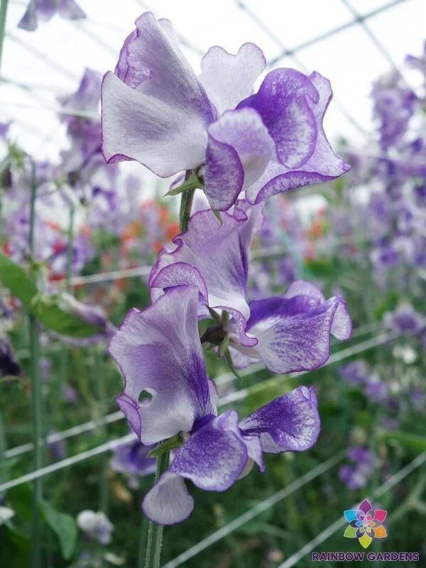 Night Sky Sweet Pea Seeds - 50+ Pack - Lathyrus odoratus - Dark Purple & White Blooms - USA Free Shipping
