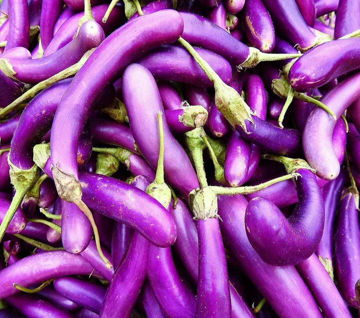 Eggplant Seeds 250 Pack | Long Purple Variety | Solanum melongena | Non-GMO Garden Vegetable Seeds for Planting