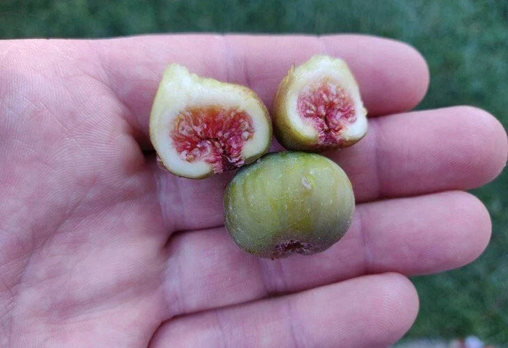 Dwarf Fig Plant Little Ruby™ 1 Live Starter Potted Plant Ficus carica Self-Pollinating Red Fruit Zones 7-11