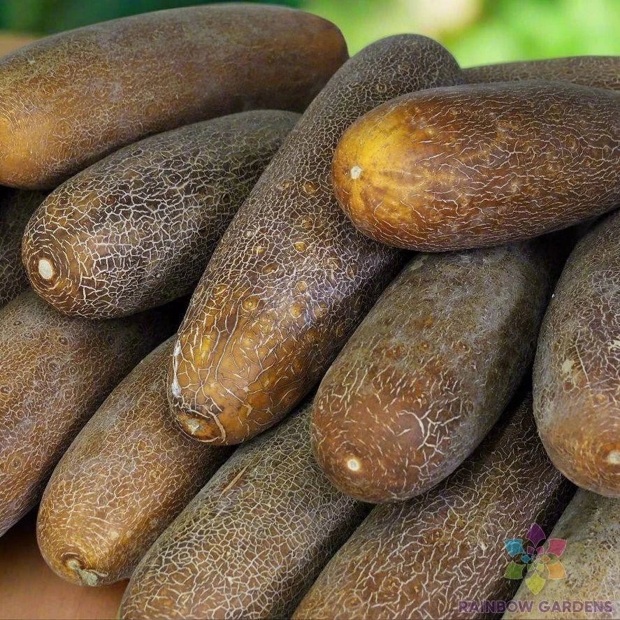 Brown Russian Cucumber Seeds - 25+ Pack - Cucumis sativus - Non-GMO, USA Grown, Ideal for Home Gardening
