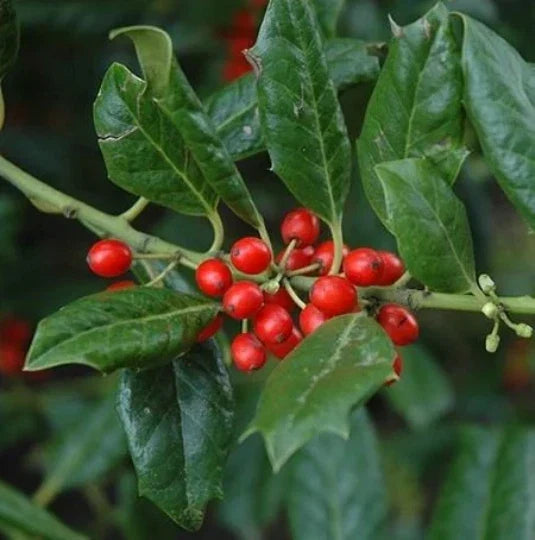 Nellie Stevens Holly Seedling Sapling Privacy Hedge - Ilex x attenuata 'Nellie Stevens' - Dense Evergreen Bush for Landscaping