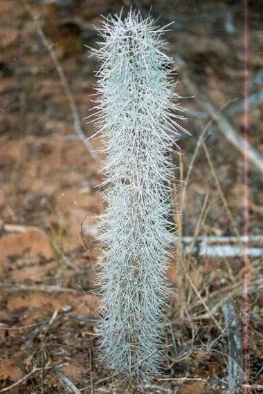 Octopus Tree Seeds - 5 Rare Seeds - Unique Succulent - Didierea madagascariensis - Exotic Indoor/Outdoor Plant