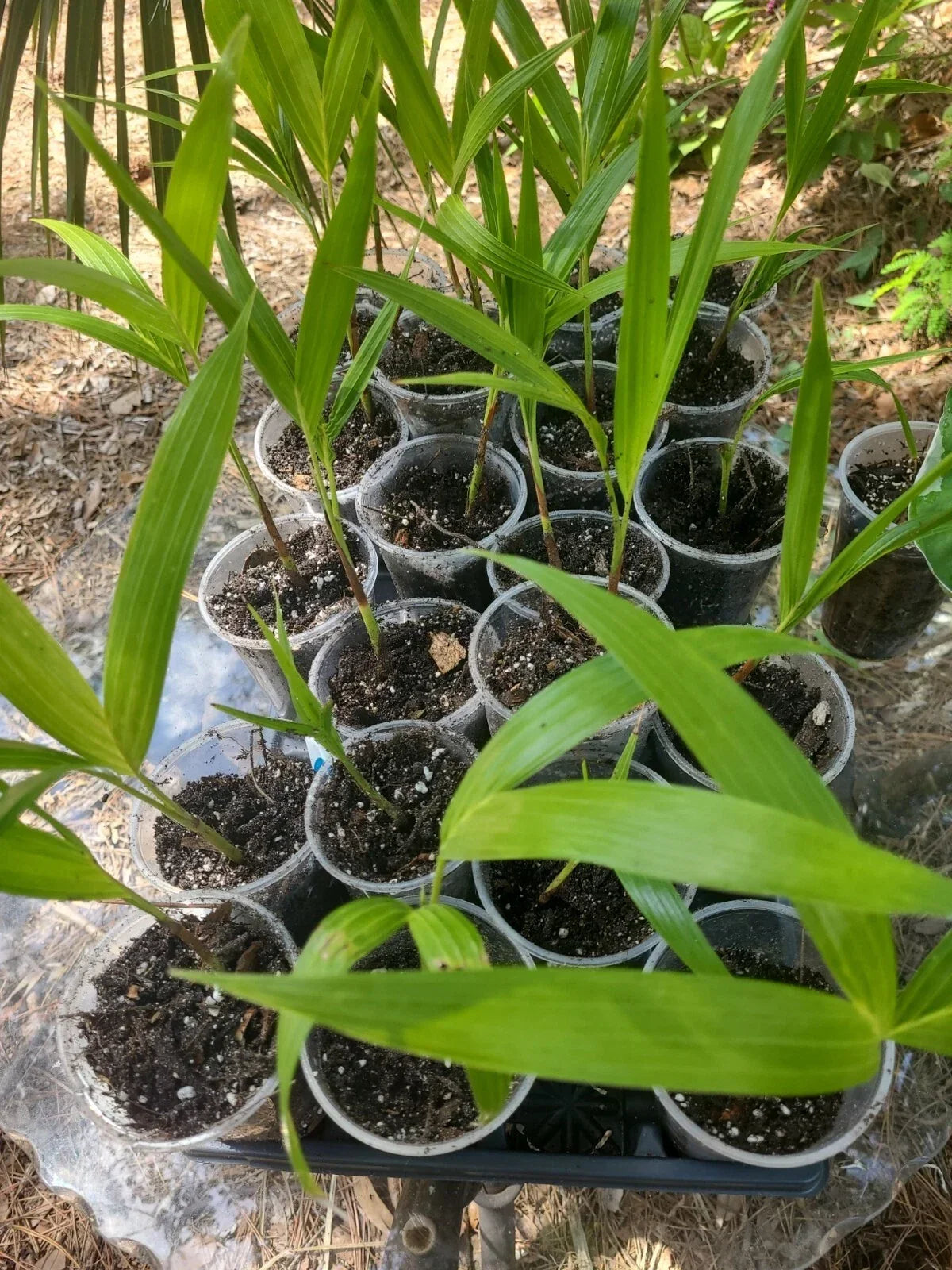 Germinated Rooted Christmas Palm Seedling 1 Live Plant Chamaedorea elegans SW Florida Grown Tropical Indoor Outdoor Decor