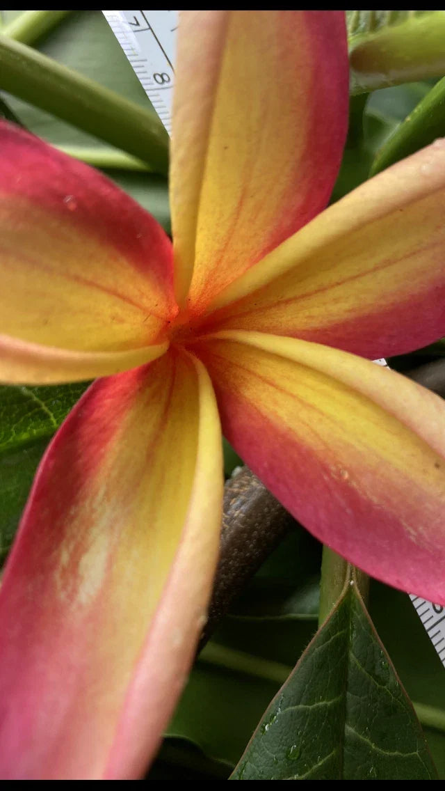 Hawaiian Plumeria Plant Set of 5, Yellow Pink Blend Frangipani, Plumeria rubra - Tropical Garden Plants
