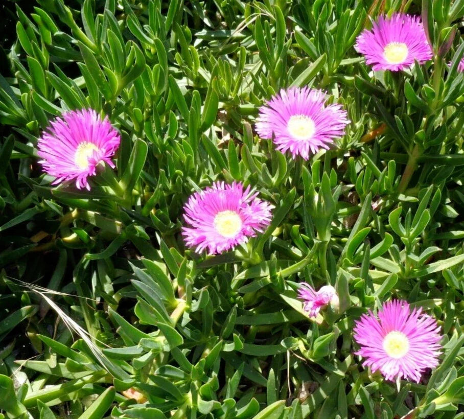 Ice Plant Cuttings - 6 Fresh 4-7" Purple Pink Succulent Cuttings for Ground Cover (Delosperma spp.)