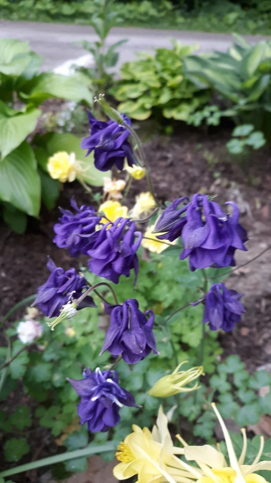 Columbine Seeds Mix - 25+ Perennial Flower Seeds - Aquilegia Varieties for Garden Planting - Non-GMO, Attracts Pollinators