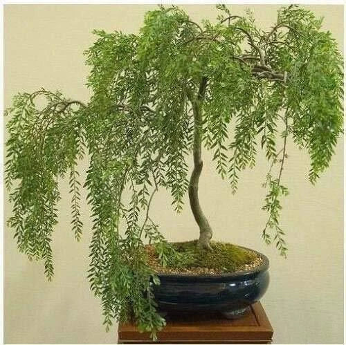 Bonsai Tree Cutting - Fast Growing Australian Willow, Thick Trunk, Salix elegans