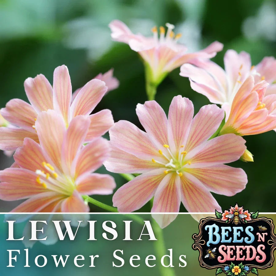 Peach Lewisia Seeds - 35 or 100 Non-GMO Flower Seeds - Lewisia cotyledon for Garden Planting, Perennial Peach Blooms