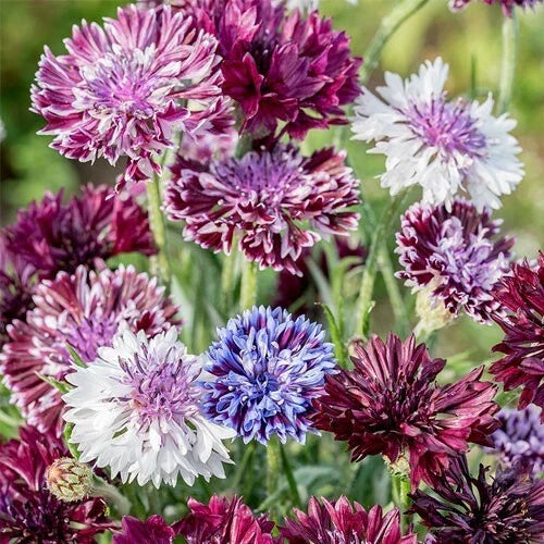 Bachelor's Button Seeds - 50 Classic Mix Annual Flower Seeds - Centaurea cyanus - USA Grown, Vibrant Colors for Pollinators