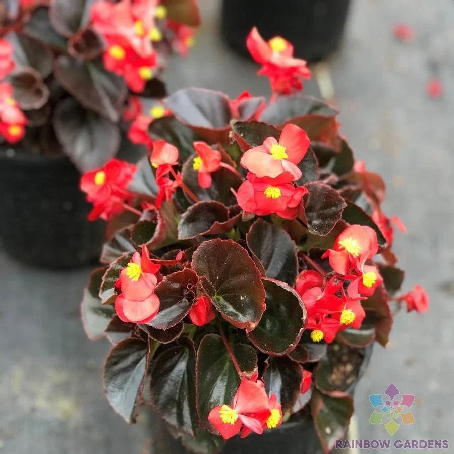 Cocktail Vodka Begonia Seeds - 25+ Pack - Begonia x tuberhybrida - Easy to Grow for Indoor/Outdoor Gardening