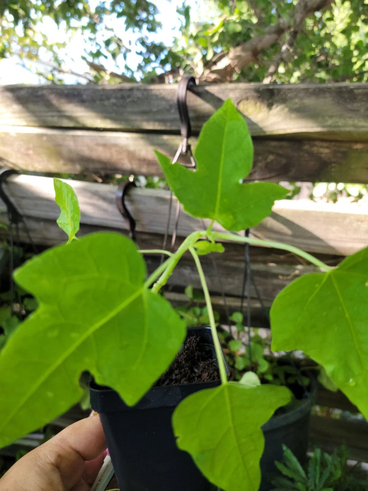 Papaya Live Plant 6-9 Inches - Carica papaya - Tropical Fruit Tree for Indoor/Outdoor Gardening