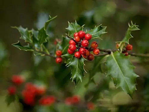 English Holly Seeds, 10 Count, Heirloom, Open Pollinated, Ilex aquifolium for Garden Planting and Landscaping