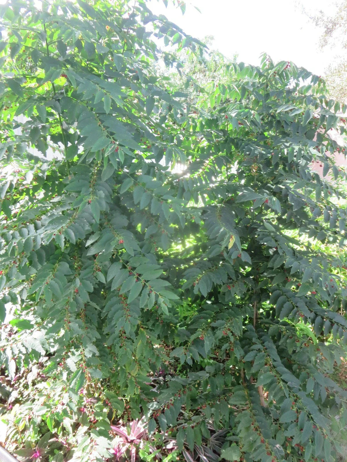 Katuk Star Gooseberry Cuttings - 5 Fresh Unrooted Stems - Sweet Leaf - Sauropus androgynus - Nutritious Garden Plant