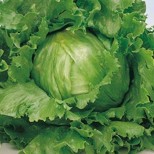 Premium Lettuce Seeds - 4g Great Lakes 659 Non-GMO - Lactuca sativa for Home Gardening, Easy to Grow, Fresh Harvest
