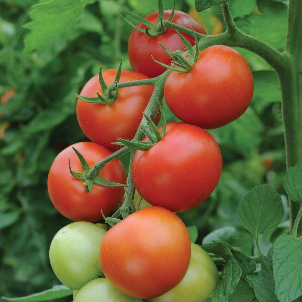 Moneymaker Tomato Seeds - 120+ Organic Non-GMO Heirloom Seeds - Solanum lycopersicum - Ideal for Home Gardening