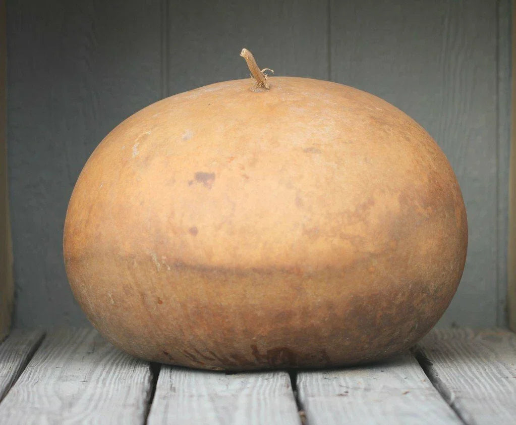 Giant Round Gourd Seeds - 10 Bushel Pack - Cucurbita maxima - Ideal for Planting & Fall Decor