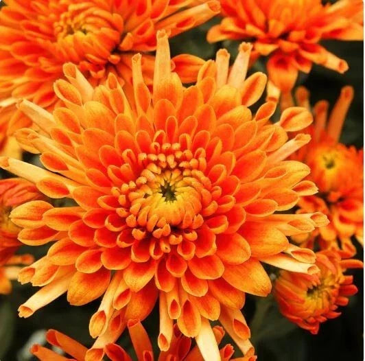 Citrus Glow Mum Seeds - 200 Chrysanthemum Seeds - Bright Orange Yellow Blooms - Chrysanthemum morifolium