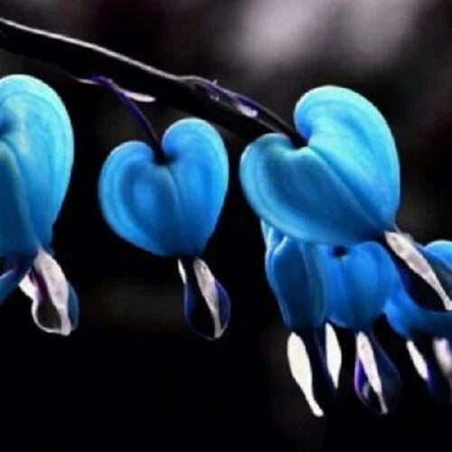 Blue Bleeding Heart Seeds - 25 Perennial Flower Seeds - Dicentra eximia - Stunning Blue Blooms for Shaded Gardens