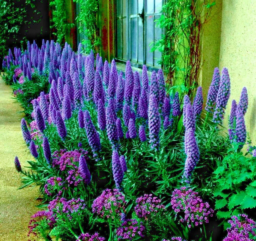Pride of Madeira Flower Seeds - Blue Tower of Jewels - Echium fastuosum - Pollinator-Friendly Garden Seeds