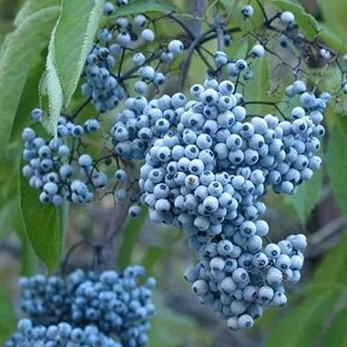 Blue Elderberry Seeds - 50 Non-GMO Seeds - Sambucus Caerulea - Blue Berries for Planting - Attracts Wildlife and Pollinators