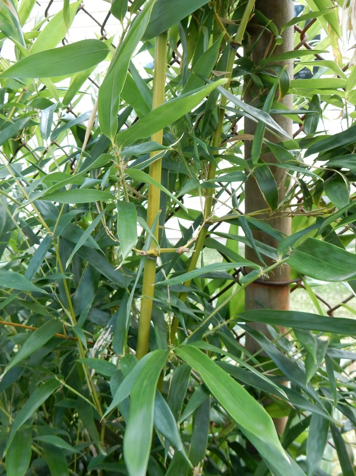 Hardy Clumping Bamboo Plant - 12" Fargesia Robusta "Wolong" - Privacy Screen & Landscaping - Non-Invasive Green Foliage