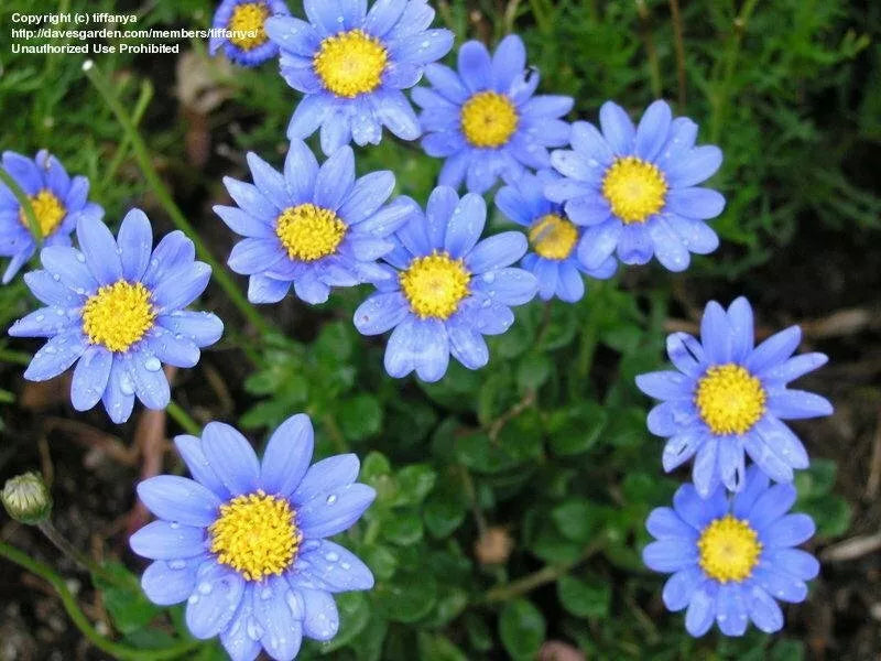 Felicia Blue Daisy Seeds - 100 Count, Kingfisher Blue Flower Seeds, Felicia amelloides for Garden and Containers