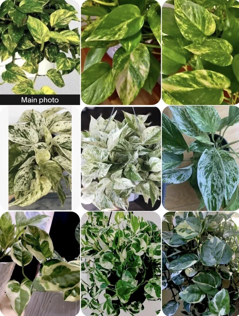 3 Well Rooted Marble Queen, N'Joy, Golden Pathos Plants - Epipremnum aureum - 3 Inch Pots - Air Purifying Houseplants