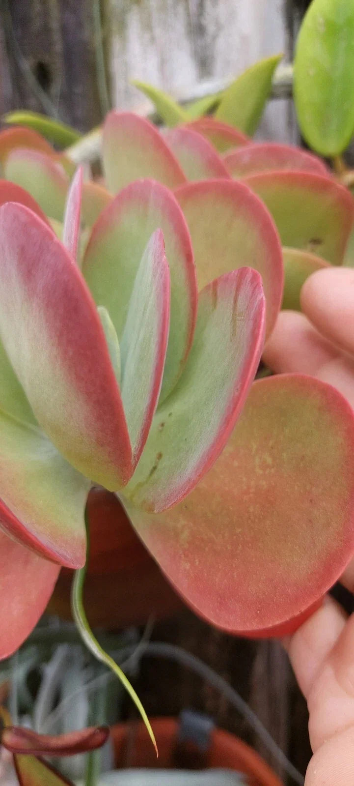 Flapjack Kalanchoe Succulent Live Plant 4-Inch Pot Paddle Leaf Kalanchoe thyrsiflora Drought-Resistant Indoor Outdoor Plant